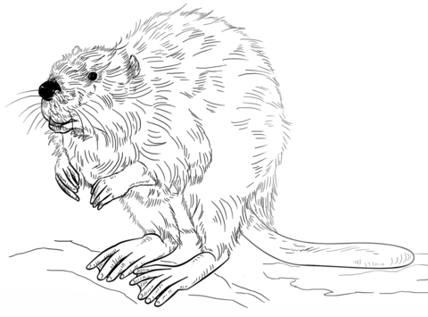 European Beaver Coloring Page